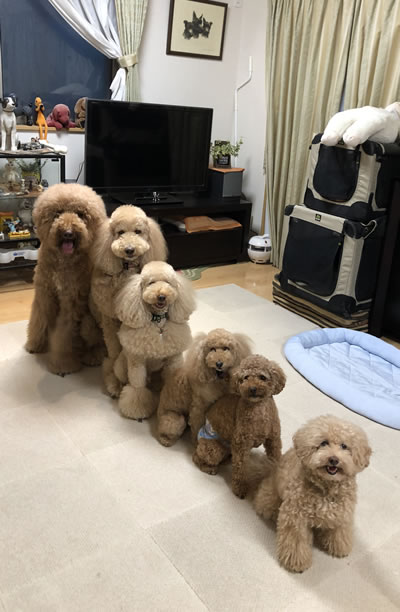 犬の幼稚園 DOG TRAINING ドッグホテルトナカイ