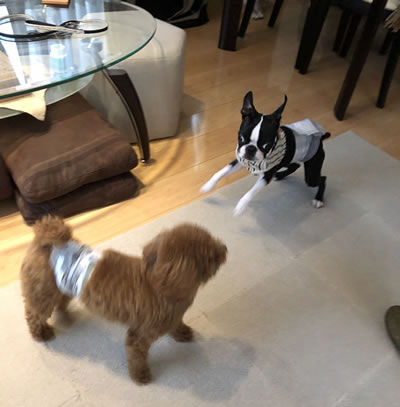 犬の幼稚園 DOG TRAINING ドッグホテルトナカイ