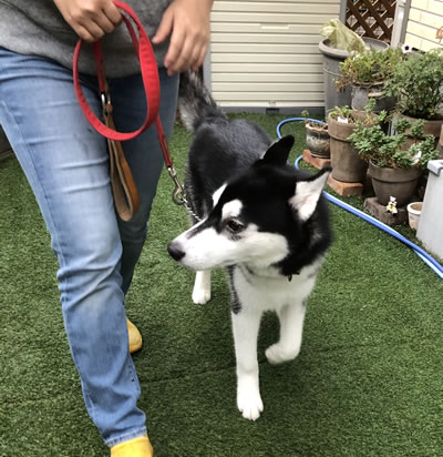 犬の幼稚園 DOG TRAINING ドッグホテルトナカイ